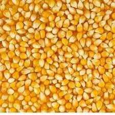Hybrid Maize Seeds (H-100)