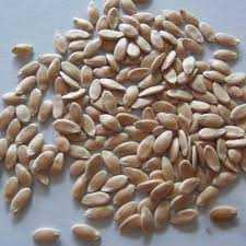 Hybrid Cucumber Seeds