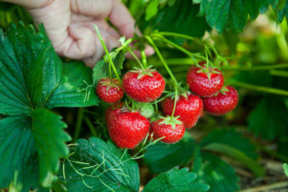 Strawberry Runner Seeds
